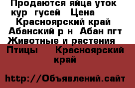 Продаются яйца уток .кур. гусей › Цена ­ 80 - Красноярский край, Абанский р-н, Абан пгт Животные и растения » Птицы   . Красноярский край